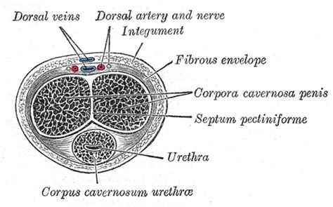 pene wikipedia|Human penis .